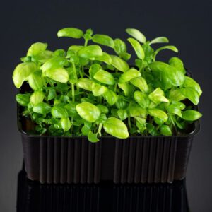 Citroenbasilicum microgreens