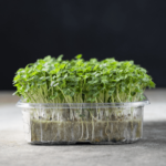 Mizuna green microgreen