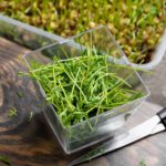 Linzen microgreens