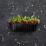 Snijbiet microgreens