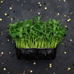 Tatsoi microgreen