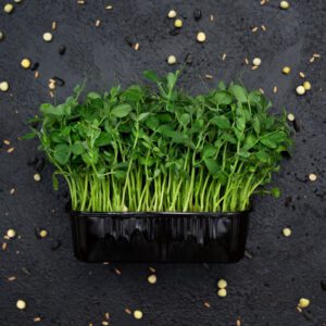 Tatsoi microgreen