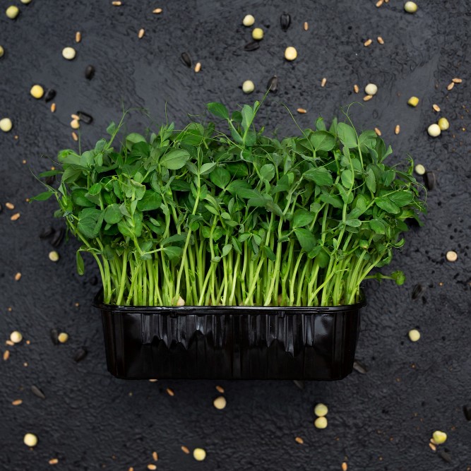 Tatsoi microgreen