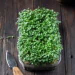 Tuinkers microgreen