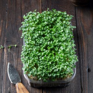 Tuinkers microgreen